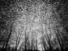 Wet Trees by Katya Evdokimova