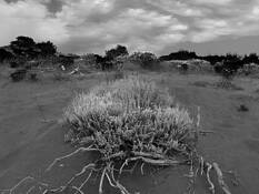 Sand Dune Flora by Spyros Lambrou