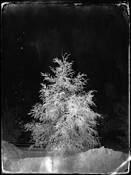 Winter Tree by Brian Schneider