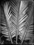 Fronds by Brian Schneider