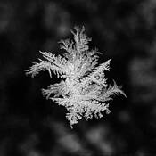 Ice Crystal 02 by J. Scott Pollock