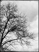 The Whispering Tree by Roberto Frieri