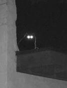 Backlit Cat Caught by Flash at Night by Laurence A.J. Garvie