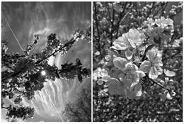 Spring by Michael Cinque