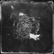 Nest by David Pellegrini