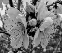 Spring Blossom by Virginia J. Mahan