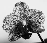 Spots by Kenneth Sekiguchi