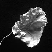 Geranium Leaf by Stephanie V Hogen