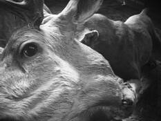 Fake News by Javier Maldonado Munchmeyer