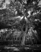 Shine On by Laurie Hernandez