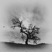 Old Oak by John Rod Rodrigues