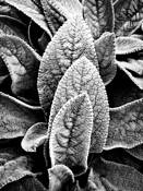 Cluster of Leaves by Theresa Feijo