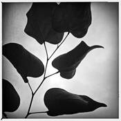Red Bud by Robert Dann