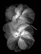 Xray Floral 2 by Carol MacLeod