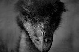 The Stare by Anshraj Srivastava