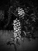 Wisteria by Eduardo Fujii