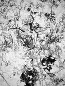 Botanical Abstract N.4 by Eduardo Fujii