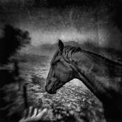 Alogo II by Jenny Papalexandris