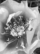 Cactus Flower 7 by Dave Gustafson