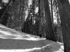 Sequoia by Minay Baltazar