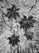 Plant Tangle by Lee Grossman