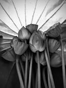 Lotus by Atsumi Yamamoto