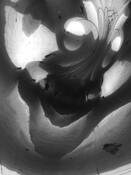 Lost in the Bean by Robert Daum