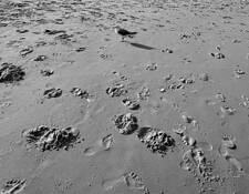 Footprints in the Sand by Richard Barden