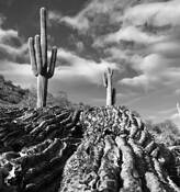 Growth Above Death by Liliana Novati