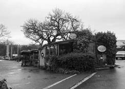 Tree House Cafe by Diana Pelenur