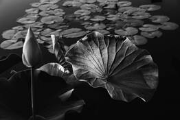 Water Lilly by Allen Shifrin
