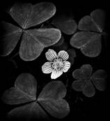 Wood Sorrel by Joe Sack