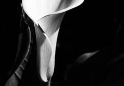 Shadow Dance by Beamie Young