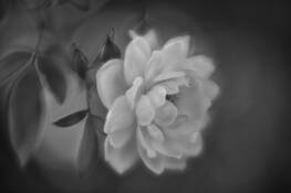 White Rose by Gregory P. Smith