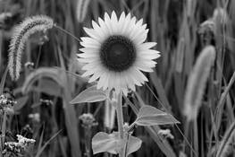 Beauty Wasted on Youth by Stephen Curtis Wilson