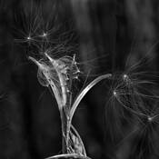 Raven in Winter by Kip Absher