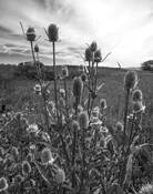 Thistles by Arthur Ammann