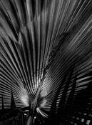 Green on Green by Ed Sancious