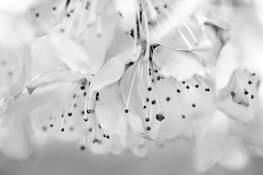 Pear Blossoms by Sally Reis Vogt