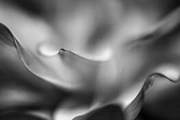 Dahlia by Sally Reis Vogt