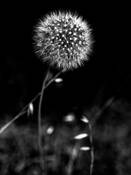 Dandelion by Lynne Schafer