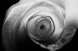 Rose.Winter Haven by Jonathan Silbiger