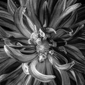 Dahlia 'Bodacious' by Don Rice