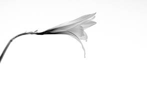 Singing Lili by Monica Brewer