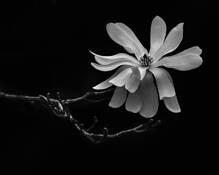 Out on a Limb by Jane Vickers