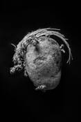 Potato by Sylvia Sampson