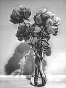 Perennial by Beatriz Martinez