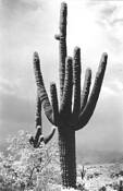 Tres Saguaros in Snow by Jo Kubran