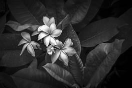 Plumeria Koko Crater Botanical Gardern by David Ruderman