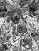 Sweet Succulent by Lee Grossman